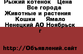 Рыжий котенок › Цена ­ 1 - Все города Животные и растения » Кошки   . Ямало-Ненецкий АО,Ноябрьск г.